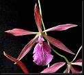 Enc adenocaula x cordigera c-up  * Omar Eduardo Rocha * Omar Eduardo Rocha